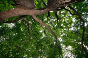 If Trees Could Talk 